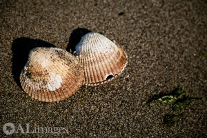 alimages2013_beach922_2891