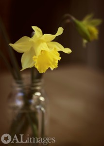 alimages2013_daffodils_