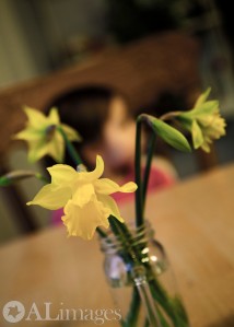 alimages2013_daffodils_3723