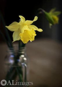 alimages2013_daffodils_3729