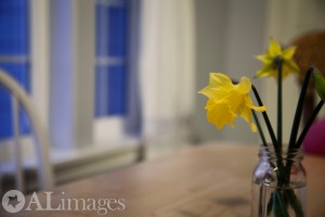 alimages2013_daffodils_3733