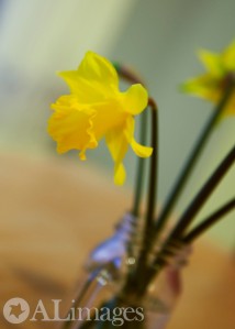 alimages2013_daffodils_3734