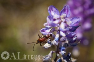 ALimages 2014 - finding cool bugs on flowers. 