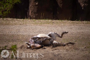 This is the new Safari part they have added. This Zebra was getting a dirt bath. Hogle Zoo 2014 photo by ALimages. 