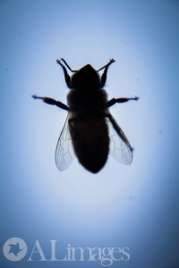 Winter Bee - ALimages 2014 - 30 Day Macro