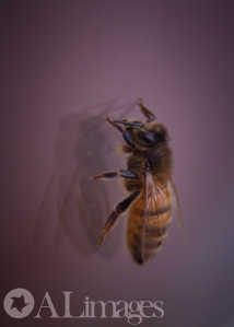 Winter Bee - ALimages 2014 - 30 Day Macro