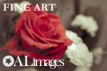ALimages_Service 15_Fine Art
